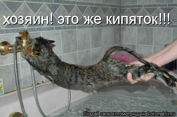 хозяин! это же кипяток!!!... Котоматрица: хозяин! это же кипяток!!!