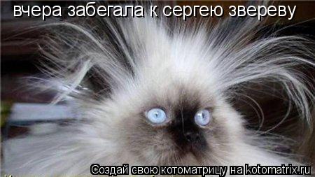 вчера забегала к сергею звереву... Котоматрица: вчера забегала к сергею звереву
