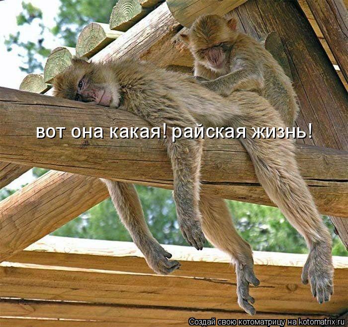 вот она какая! райская жизнь!... Котоматрица: вот она какая! райская жизнь!