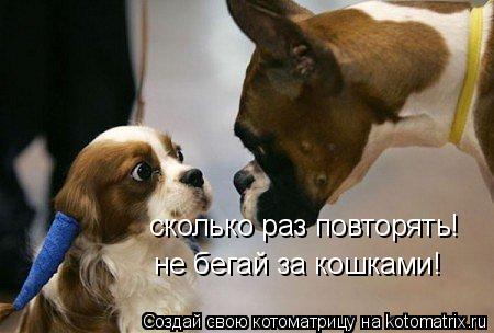 сколько раз повторять! не бегай за кошками!... Котоматрица: сколько раз повторять! не бегай за кошками!