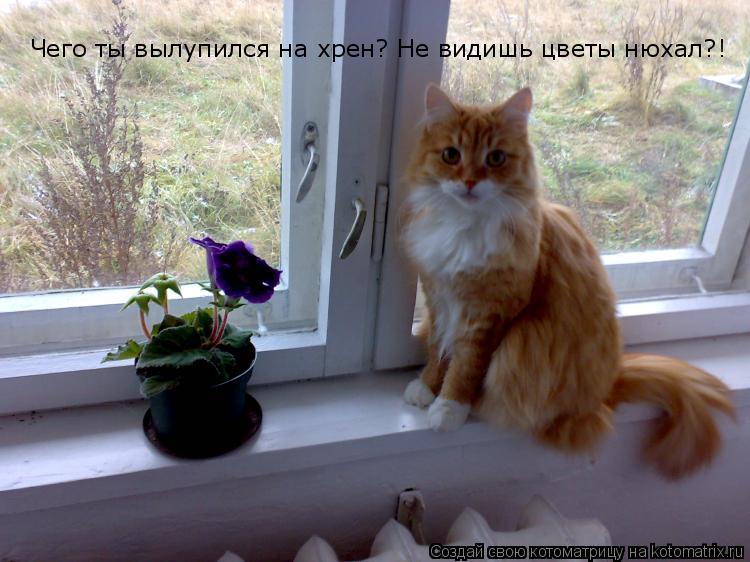 Чего ты вылупился на хрен? Не видишь цветы нюхал?!... Котоматрица: Чего ты вылупился на хрен? Не видишь цветы нюхал?!