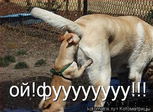 ой!фуууууууу!!!... Котоматрица: ой!фуууууууу!!!