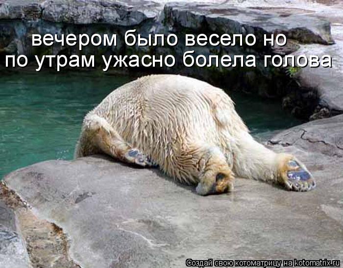 по утрам ужасно болела голова вечером было весело но... Котоматрица: по утрам ужасно болела голова вечером было весело но