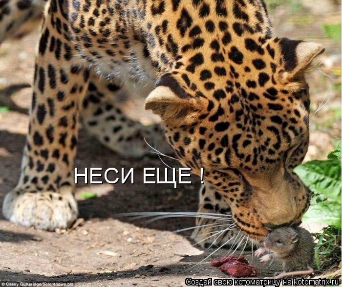 НЕСИ ЕЩЕ !... Котоматрица: НЕСИ ЕЩЕ !