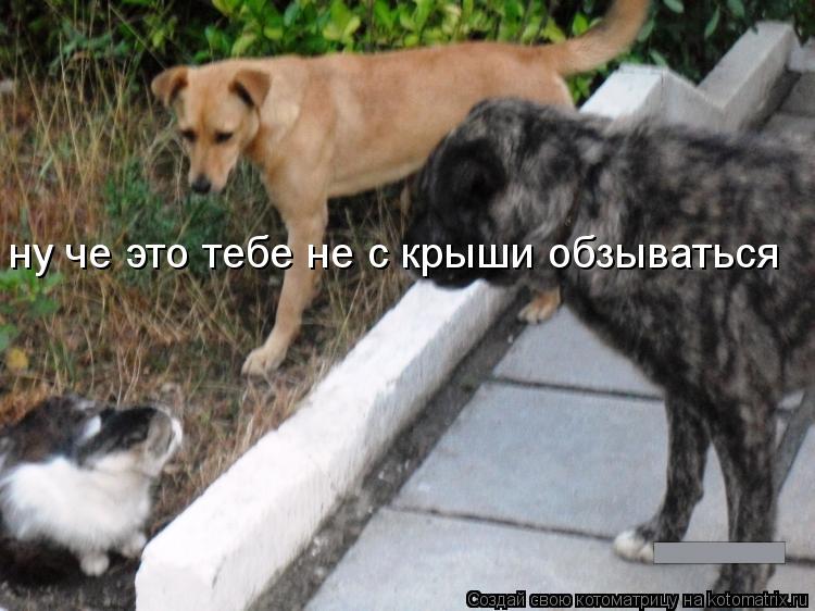 ну че это тебе не с крыши обзываться... Котоматрица: ну че это тебе не с крыши обзываться