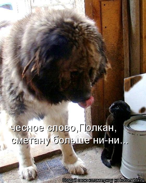 чесное слово,Полкан, сметану больше ни-ни...... Котоматрица: чесное слово,Полкан, сметану больше ни-ни...