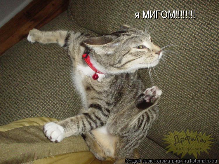 я МИГОМ!!!!!!!!... Котоматрица: я МИГОМ!!!!!!!!