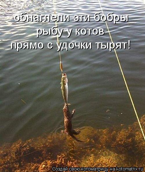 обнаглели эти бобры рыбу у котов прямо с удочки тырят!... Котоматрица: обнаглели эти бобры рыбу у котов прямо с удочки тырят!