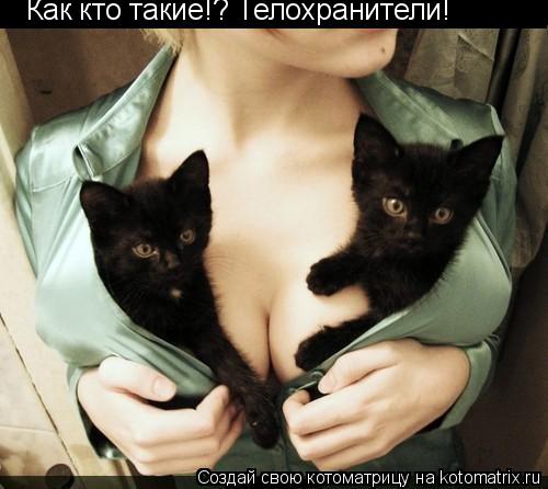 Как кто такие!? Телохранители!... Котоматрица: Как кто такие!? Телохранители!