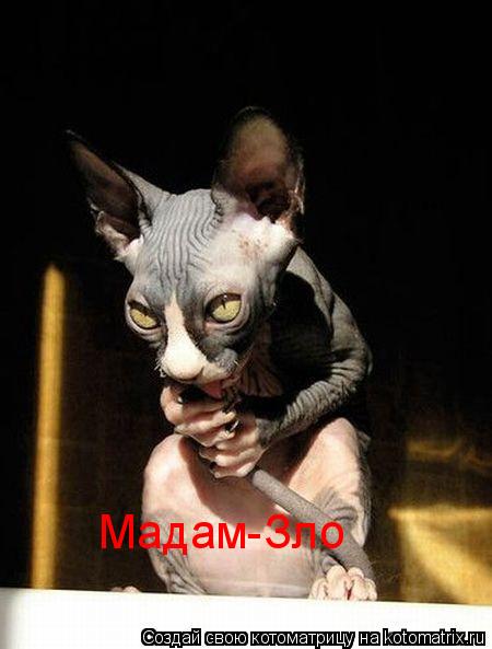 Мадам-Зло... Котоматрица: Мадам-Зло