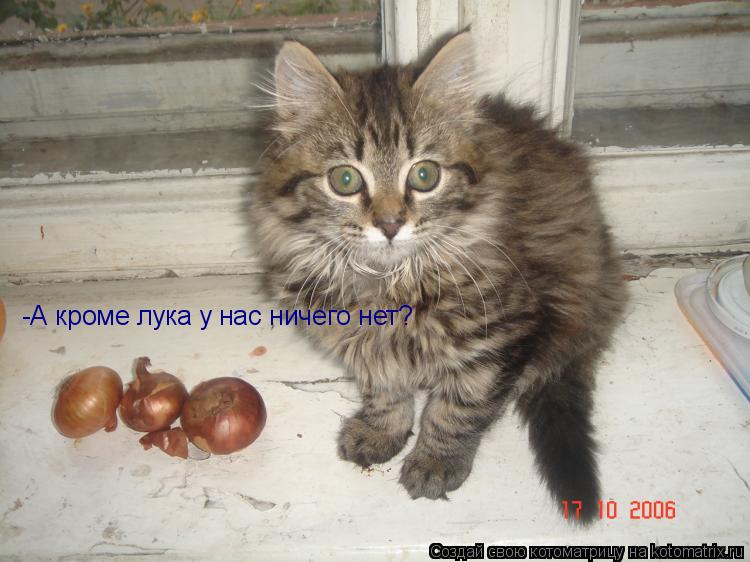 -А кроме лука у нас ничего нет?... Котоматрица: -А кроме лука у нас ничего нет?