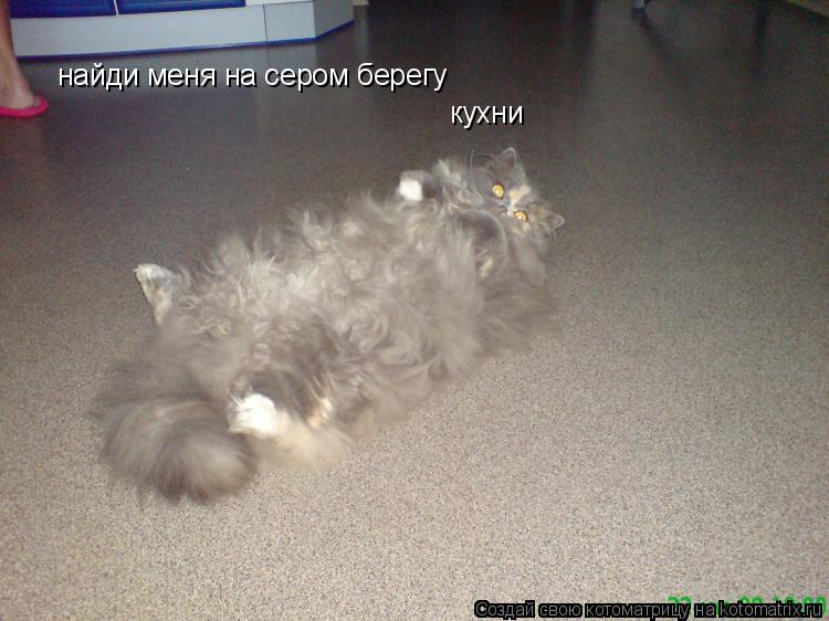 найди меня на сером берегу кухни... Котоматрица: найди меня на сером берегу кухни