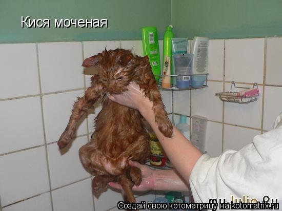 Кися моченая... Котоматрица: Кися моченая