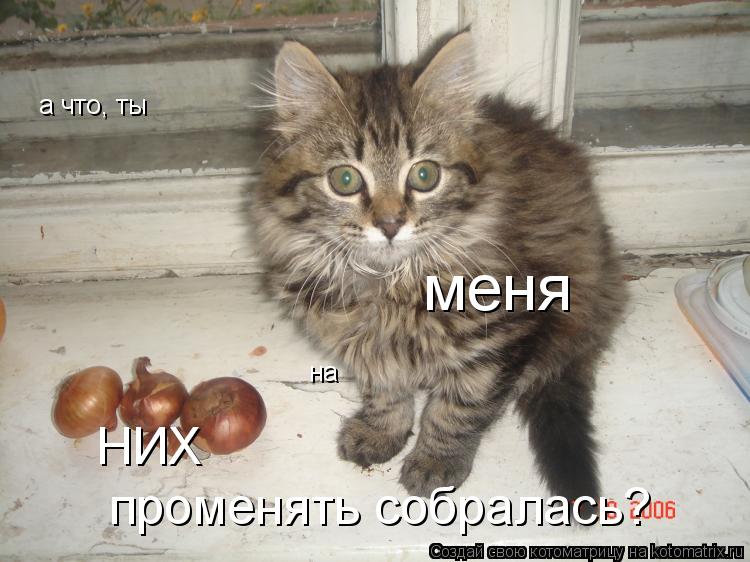 а что, ты меня на НИХ променять собралась?... Котоматрица: а что, ты меня на НИХ променять собралась?