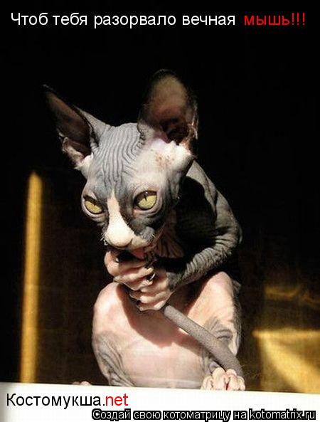 Костомукша. Чтоб тебя разорвало вечная мышь!!! net... Котоматрица: Костомукша. Чтоб тебя разорвало вечная мышь!!! net