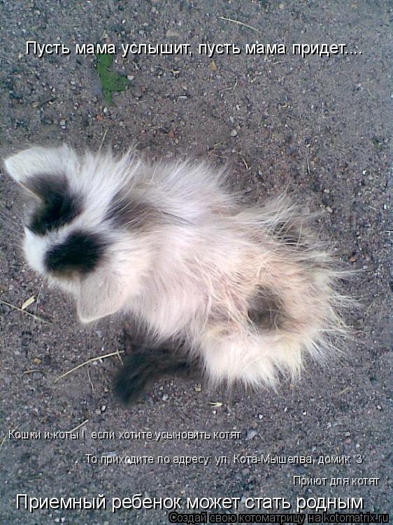 Приемный ребенок может стать родным Кошки и коты ! если хотите усыновить котят То приходите по адре... Котоматрица: Приемный ребенок может стать родным Кошки и коты ! если хотите усыновить котят То приходите по адресу: ул. Кота-Мышелва, домик №3 Пусть мама