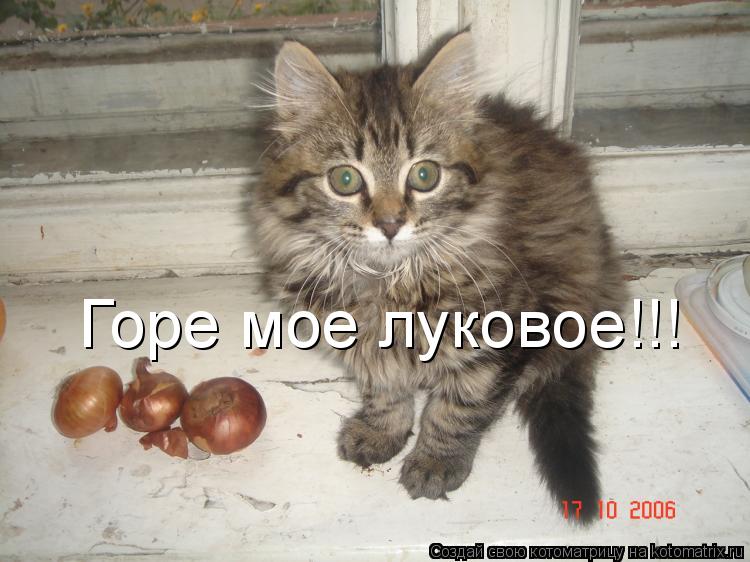 Горе мое луковое!!!... Котоматрица: Горе мое луковое!!!