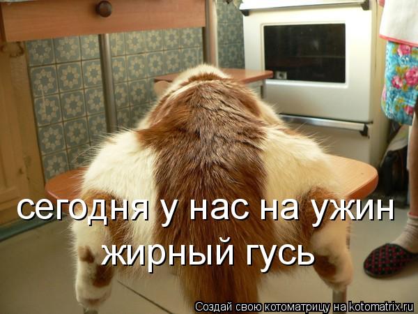 сегодня у нас на ужин жирный гусь... Котоматрица: сегодня у нас на ужин жирный гусь