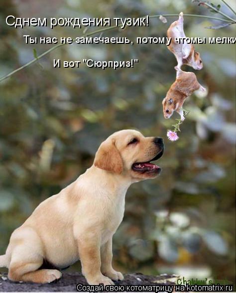 Сднем рождения тузик! Ты нас не замечаешь, потому чтомы мелкие И вот "Сюрприз!"... Котоматрица: Сднем рождения тузик! Ты нас не замечаешь, потому чтомы мелкие И вот "Сюрприз!"