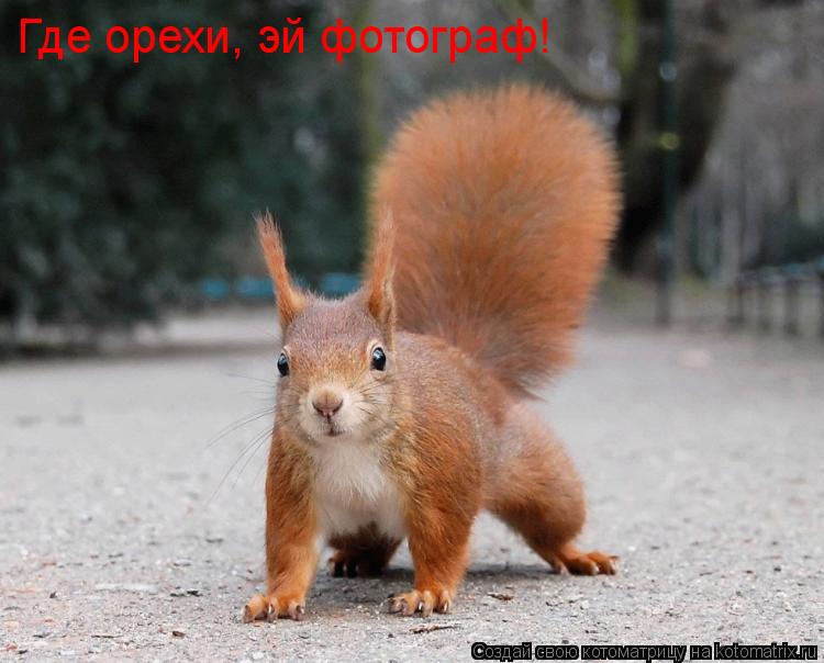Где орехи, эй фотограф!... Котоматрица: Где орехи, эй фотограф!