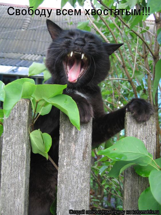 Свободу всем хвостатым!!!... Котоматрица: Свободу всем хвостатым!!!