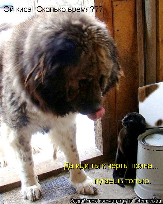 Эй киса! Сколько время??? Да иди ты к черты псина... ...пугаешь только.... Котоматрица: Эй киса! Сколько время??? Да иди ты к черты псина... ...пугаешь только.