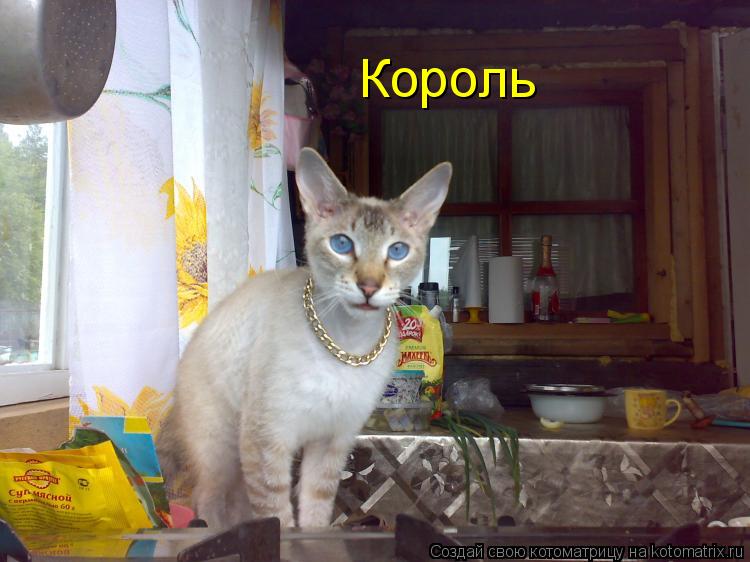 Король... Котоматрица: Король