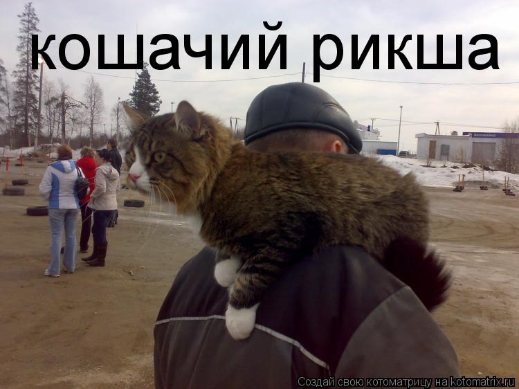 кошачий рикша... Котоматрица: кошачий рикша