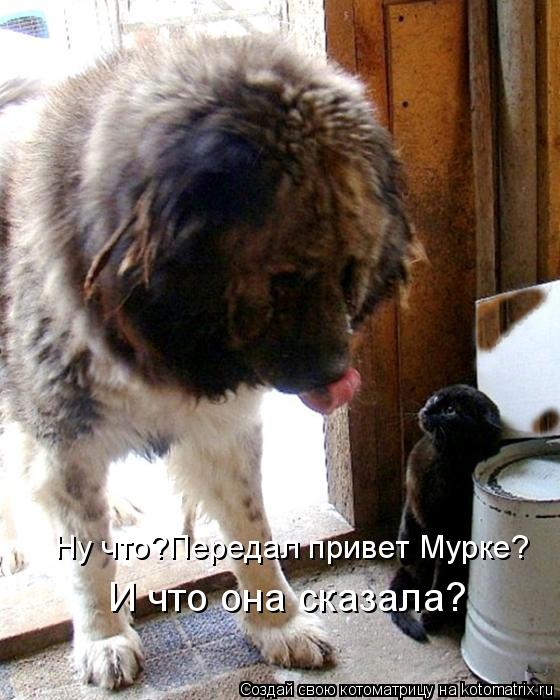 Ну что?Передал привет Мурке? И что она сказала?... Котоматрица: Ну что?Передал привет Мурке? И что она сказала?