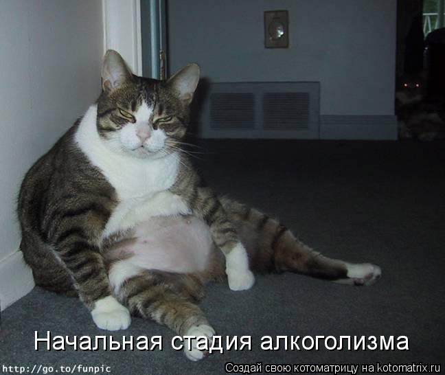 Начальная стадия алкоголизма... Котоматрица: Начальная стадия алкоголизма
