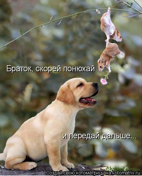 Браток, скорей понюхай и передай дальше...... Котоматрица: Браток, скорей понюхай и передай дальше...