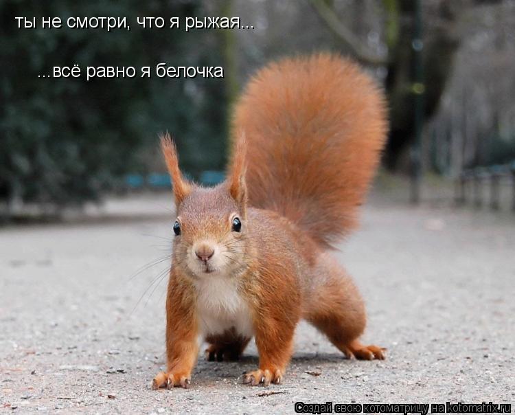 ты не смотри, что я рыжая... ...всё равно я белочка... Котоматрица: ты не смотри, что я рыжая... ...всё равно я белочка