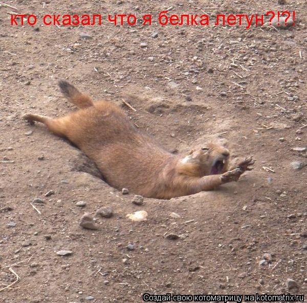 кто сказал что я белка летун?!?!... Котоматрица: кто сказал что я белка летун?!?!