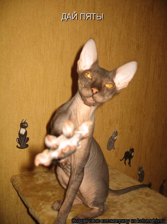 ДАЙ ПЯТЬ!... Котоматрица: ДАЙ ПЯТЬ!