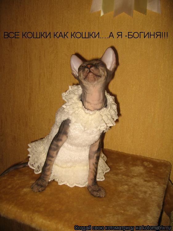 ВСЕ КОШКИ КАК КОШКИ....А Я -БОГИНЯ!!!... Котоматрица: ВСЕ КОШКИ КАК КОШКИ....А Я -БОГИНЯ!!!