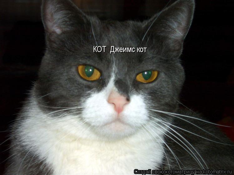 КОТ КОТ Джеимс кот... Котоматрица: КОТ КОТ Джеимс кот