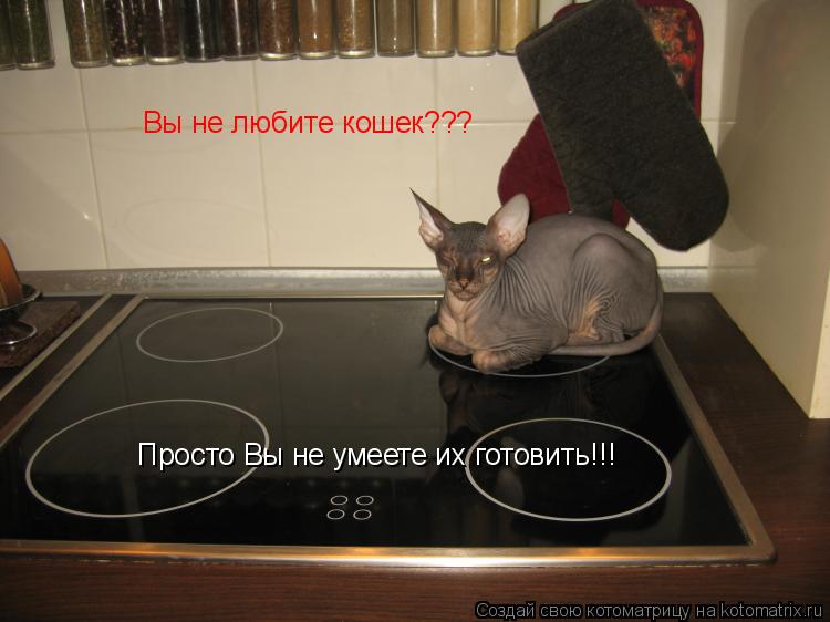 Вы не любите кошек??? Просто Вы не умеете их готовить!!!... Котоматрица: Вы не любите кошек??? Просто Вы не умеете их готовить!!!