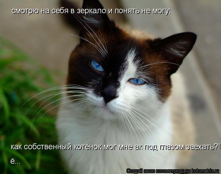 смотрю на себя в зеркало и понять не могу: как собственный котёнок мог мне ак под глазом заехать?! ё.... Котоматрица: смотрю на себя в зеркало и понять не могу: как собственный котёнок мог мне ак под глазом заехать?! ё...