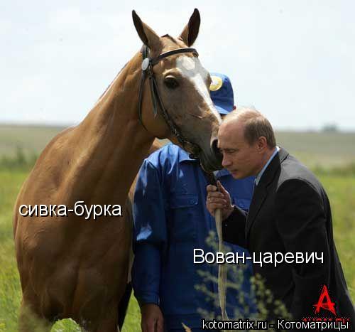 сивка-бурка Вован-царевич... Котоматрица: сивка-бурка Вован-царевич