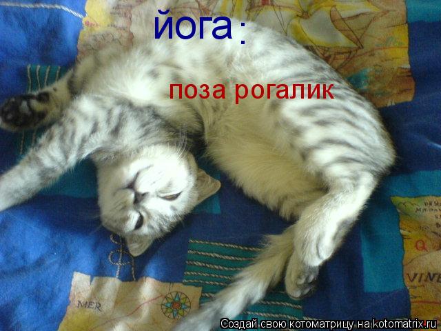 йога : поза рогалик... Котоматрица: йога : поза рогалик