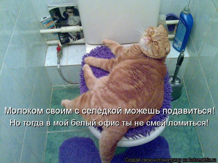 Молоком своим с селедкой можешь подавиться! Но тогда в мой белый офис ты не смей ломиться!... Котоматрица: Молоком своим с селедкой можешь подавиться! Но тогда в мой белый офис ты не смей ломиться!