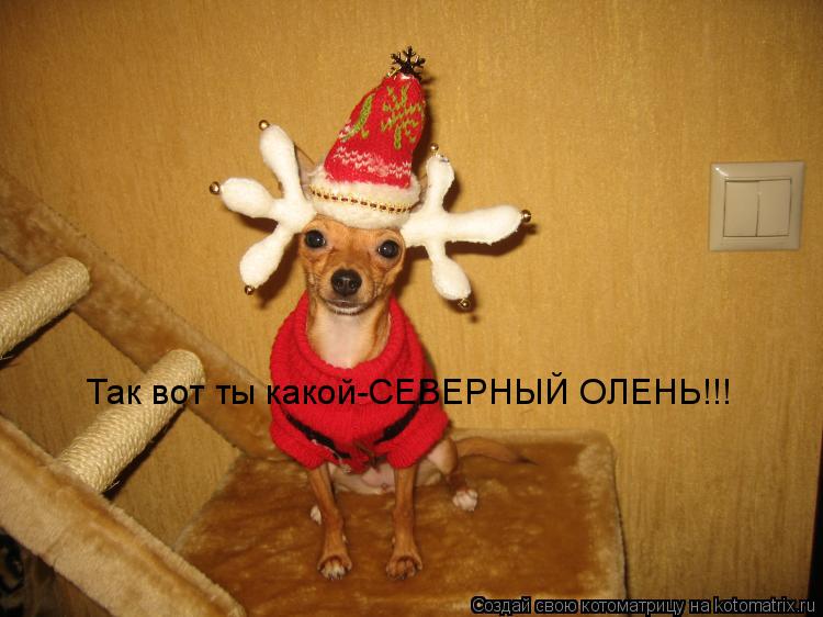 Так вот ты какой-СЕВЕРНЫЙ ОЛЕНЬ!!!... Котоматрица: Так вот ты какой-СЕВЕРНЫЙ ОЛЕНЬ!!!