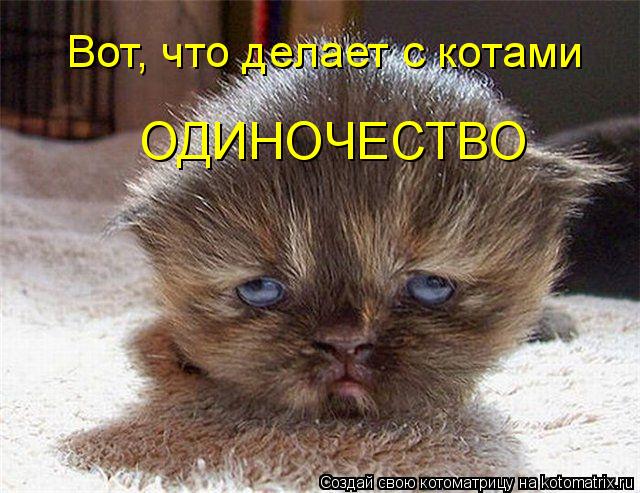 Вот, что делает с котами ОДИНОЧЕСТВО... Котоматрица: Вот, что делает с котами ОДИНОЧЕСТВО