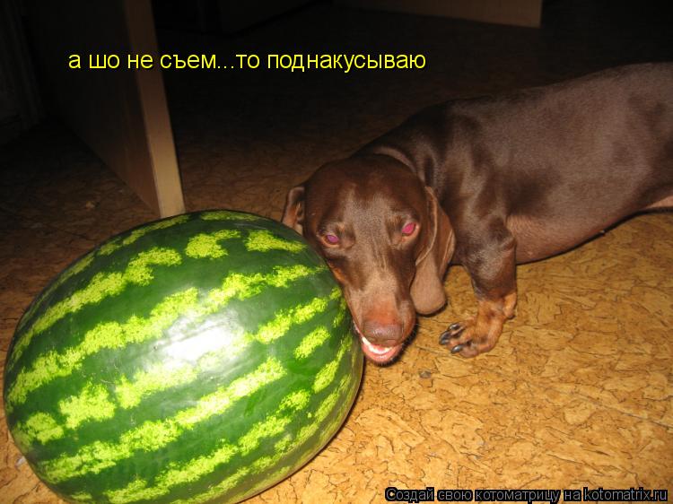 а шо не съем...то поднакусываю... Котоматрица: а шо не съем...то поднакусываю