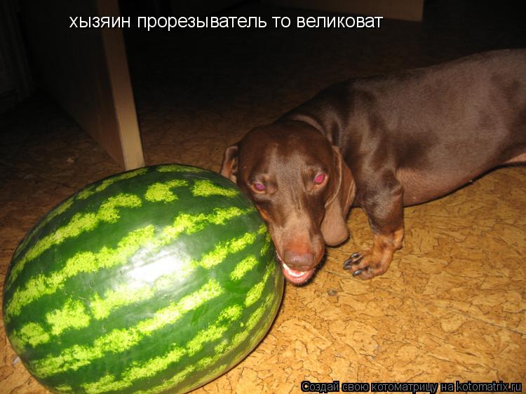 хызяин прорезыватель то великоват... Котоматрица: хызяин прорезыватель то великоват