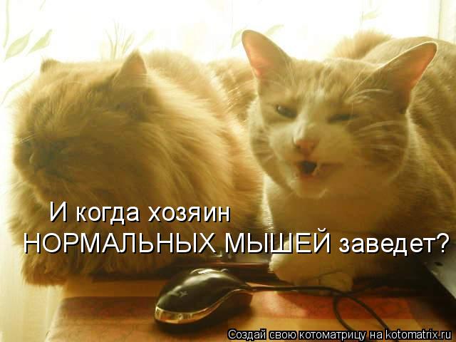 И когда хозяин НОРМАЛЬНЫХ МЫШЕЙ заведет?... Котоматрица: И когда хозяин НОРМАЛЬНЫХ МЫШЕЙ заведет?