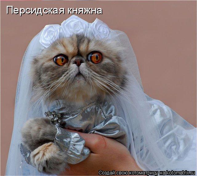 Персидская княжна... Котоматрица: Персидская княжна