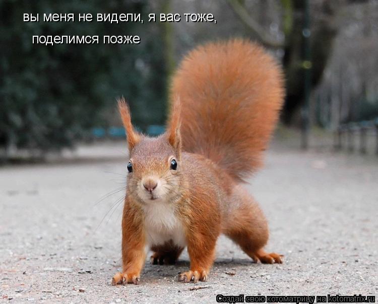 вы меня не видели, я вас тоже, поделимся позже... Котоматрица: вы меня не видели, я вас тоже, поделимся позже