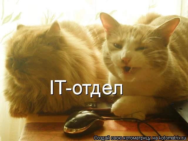 IT-отдел... Котоматрица: IT-отдел