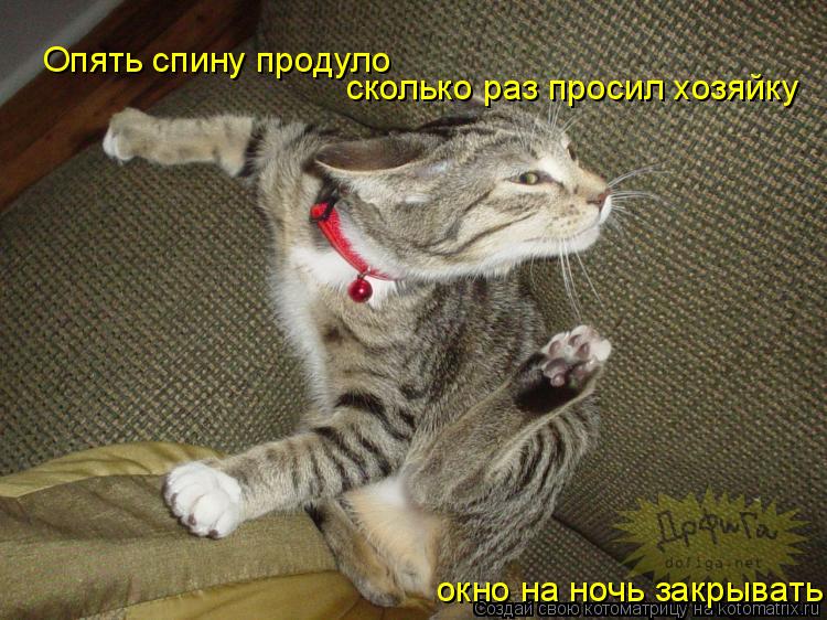 Опять спину продуло сколько раз просил хозяйку окно на ночь закрывать... Котоматрица: Опять спину продуло сколько раз просил хозяйку окно на ночь закрывать